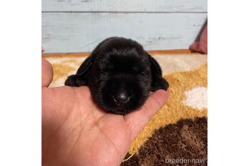 成約済の香川県のミニチュアシュナウザー-241830の7枚目