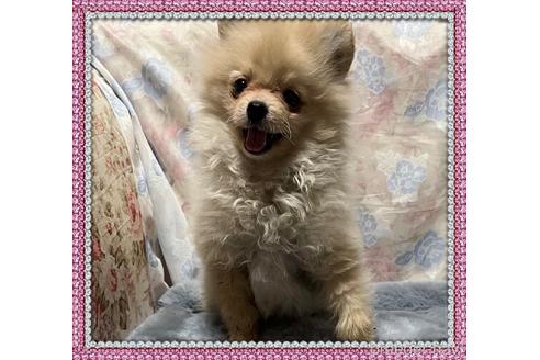 成約済の愛知県のポメラニアン-228415の8枚目