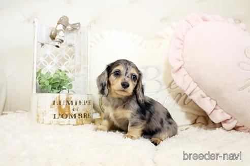 成約済の佐賀県のミニチュアダックスフンド(ロングヘアード)-239737の1枚目