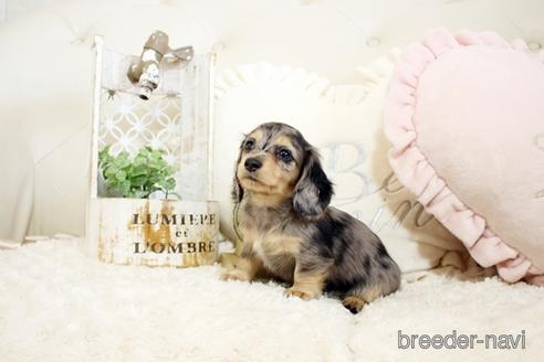 成約済の佐賀県のミニチュアダックスフンド(ロングヘアード)-239737の5枚目