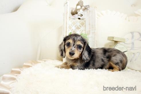 成約済の佐賀県のミニチュアダックスフンド(ロングヘアード)-239737の4枚目