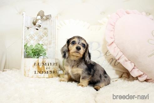 成約済の佐賀県のミニチュアダックスフンド(ロングヘアード)-239737の3枚目