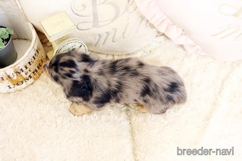 成約済の佐賀県のミニチュアダックスフンド(ロングヘアード)-239737の2枚目