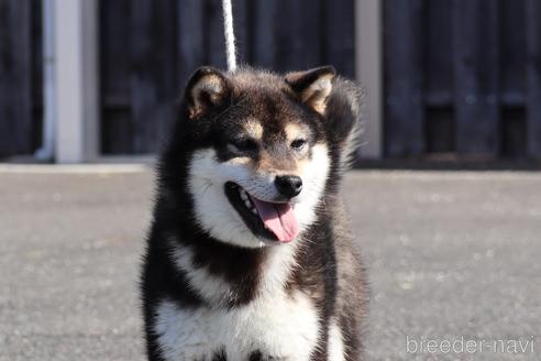 成約済の愛媛県の柴犬-241919