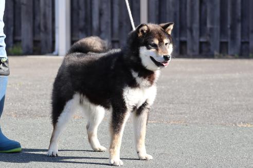 成約済の愛媛県の柴犬-241919の3枚目