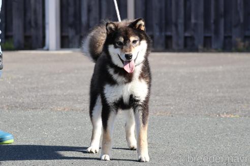成約済の愛媛県の柴犬-241919の2枚目