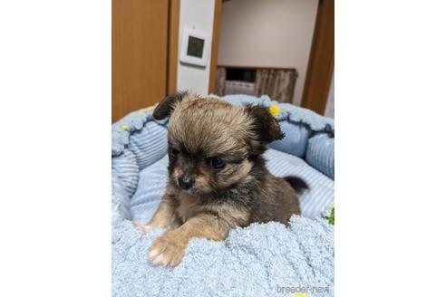 成約済の埼玉県のチワワ(ロングコート)-242000の6枚目
