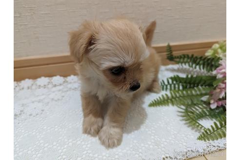成約済の広島県のチワプー:チワワ×トイプードル-235993の59枚目