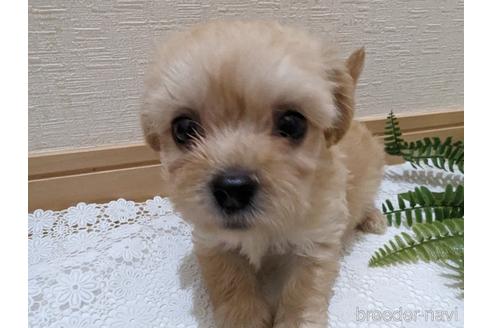 成約済の広島県のチワプー:チワワ×トイプードル-235993の57枚目