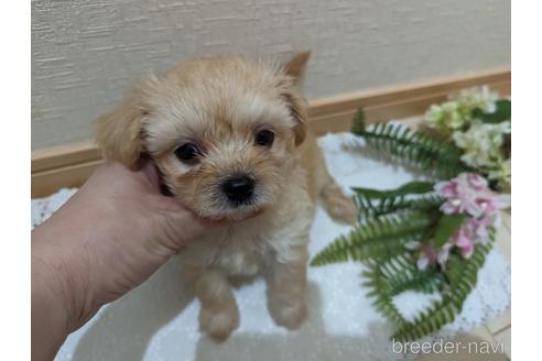 成約済の広島県のチワプー:チワワ×トイプードル-235993の55枚目