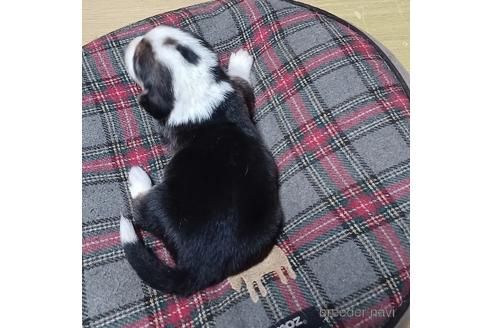 成約済の神奈川県のミックス犬-242024の5枚目