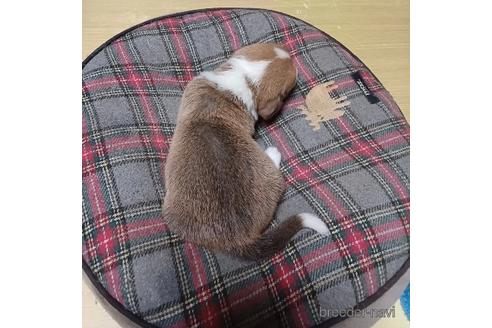 成約済の神奈川県のミックス犬-242026の5枚目