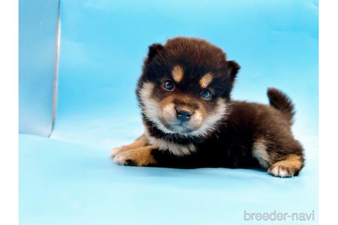 成約済の東京都の豆柴-242050の6枚目