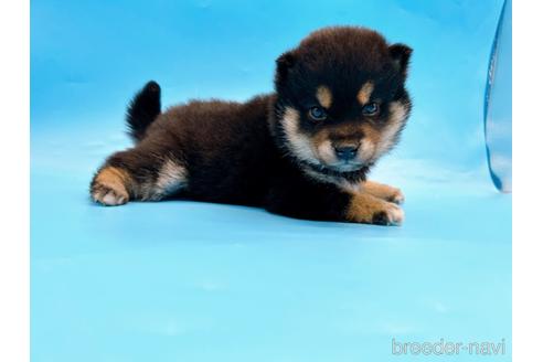 成約済の東京都の豆柴-242050の7枚目