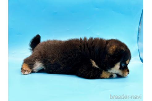 成約済の東京都の豆柴-242050の2枚目