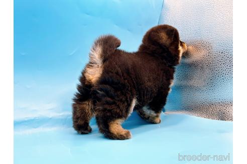 成約済の東京都の豆柴-242050の3枚目