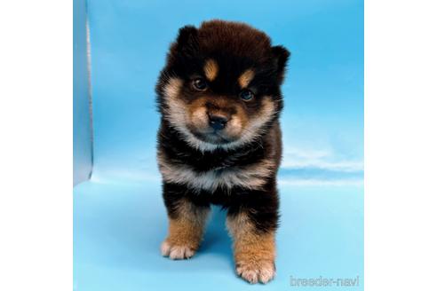 成約済の東京都の豆柴-242050の4枚目