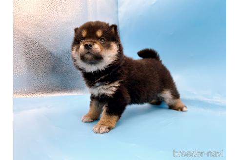 成約済の東京都の豆柴-242050の5枚目