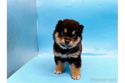 成約済の東京都の豆柴-242050の1枚目