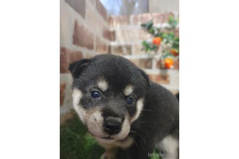 成約済の鹿児島県の柴犬-242062の1枚目