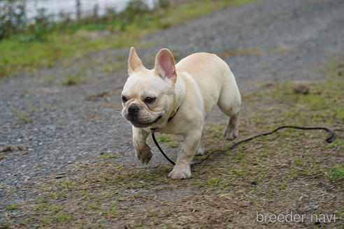 成約済の京都府のフレンチブルドッグ-241721の2枚目