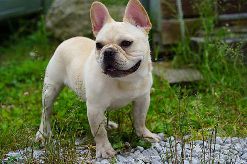 成約済の京都府のフレンチブルドッグ-241721の3枚目