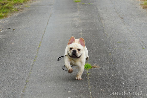 成約済の京都府のフレンチブルドッグ-241721の4枚目