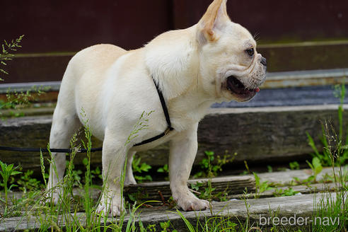 成約済の京都府のフレンチブルドッグ-241721の5枚目