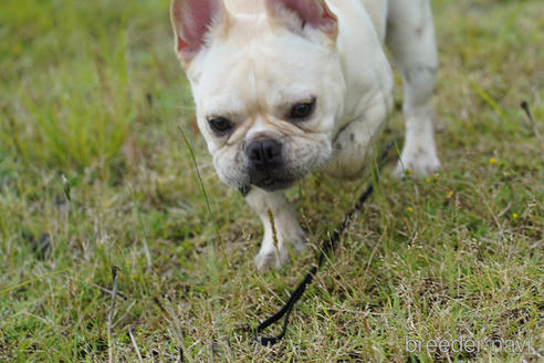 成約済の京都府のフレンチブルドッグ-241721の6枚目