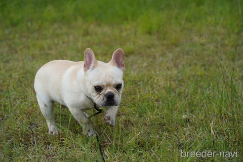 成約済の京都府のフレンチブルドッグ-241721の7枚目