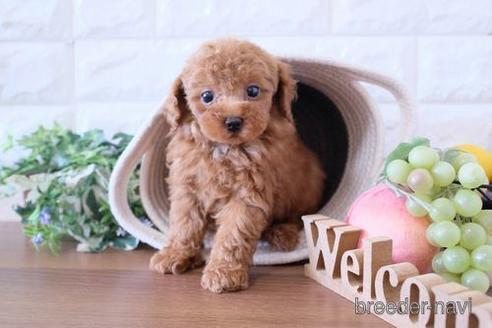 成約済の滋賀県のトイプードル-239415の1枚目