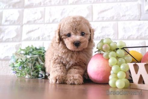 成約済の滋賀県のトイプードル-239425