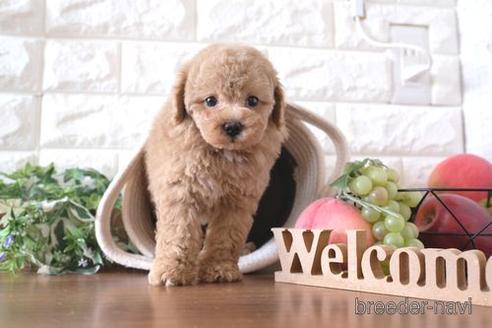 成約済の滋賀県のトイプードル-239425の6枚目