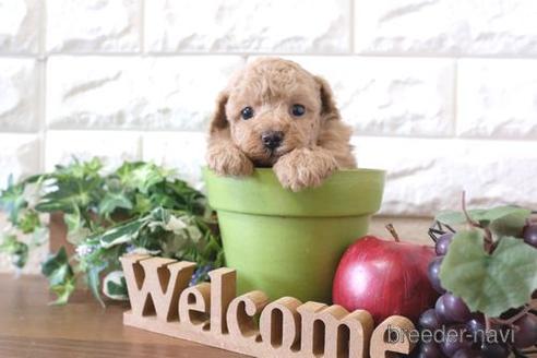 成約済の滋賀県のトイプードル-239425の3枚目