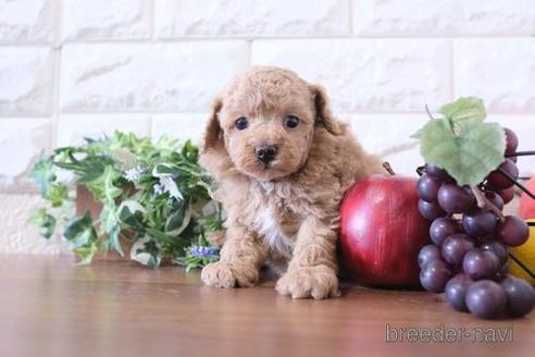 成約済の滋賀県のトイプードル-239425の2枚目
