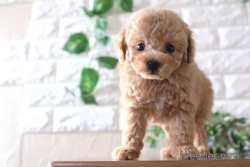 成約済の滋賀県のトイプードル-239427の1枚目