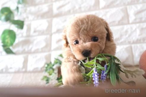 成約済の滋賀県のトイプードル-239427の6枚目