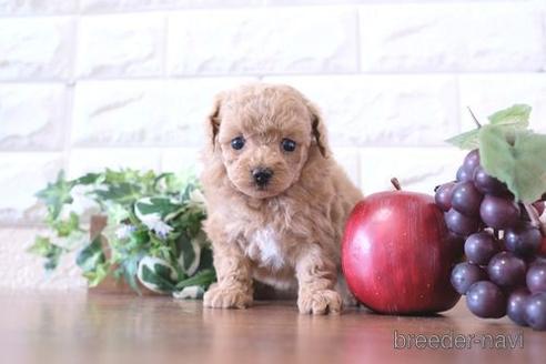 成約済の滋賀県のトイプードル-239427の3枚目