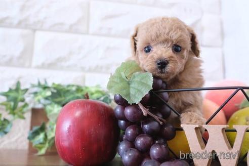 成約済の滋賀県のトイプードル-239427の2枚目