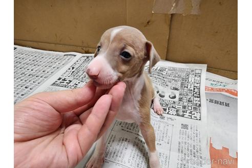 成約済の愛知県のイタリアングレーハウンド(イタグレ)-241409の2枚目