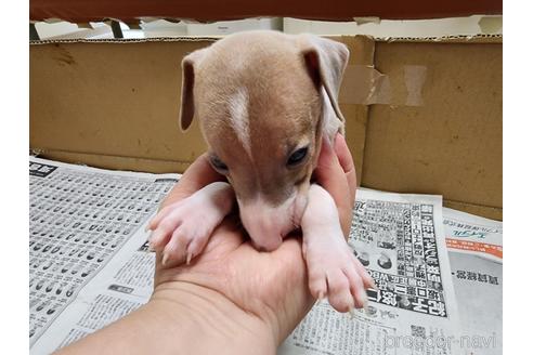 成約済の愛知県のイタリアングレーハウンド(イタグレ)-241409の3枚目