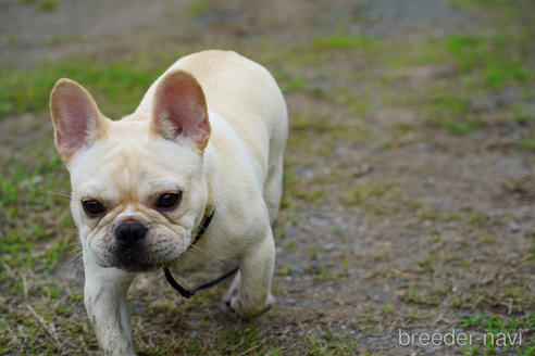 成約済の京都府のフレンチブルドッグ-241721の1枚目