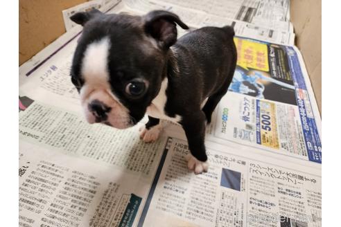 成約済の愛知県のボストンテリア-241470の5枚目