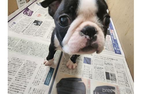 成約済の愛知県のボストンテリア-241470の4枚目