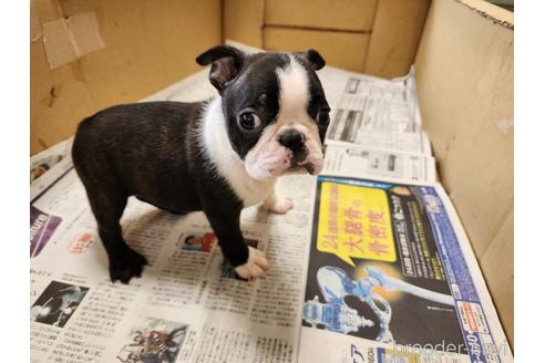 成約済の愛知県のボストンテリア-241469の6枚目