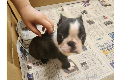 成約済の愛知県のボストンテリア-241469の4枚目