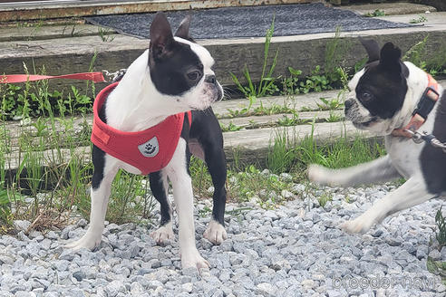 成約済の京都府のボストンテリア-241613の2枚目