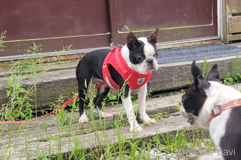 成約済の京都府のボストンテリア-241613の3枚目