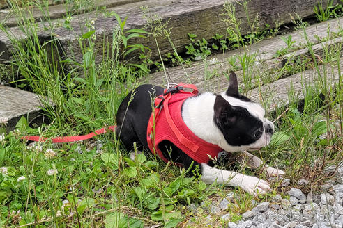 成約済の京都府のボストンテリア-241613の4枚目