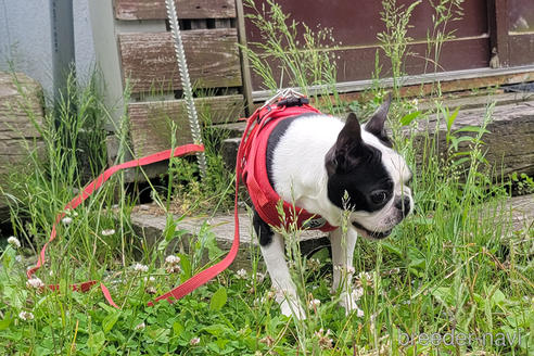 成約済の京都府のボストンテリア-241613の5枚目